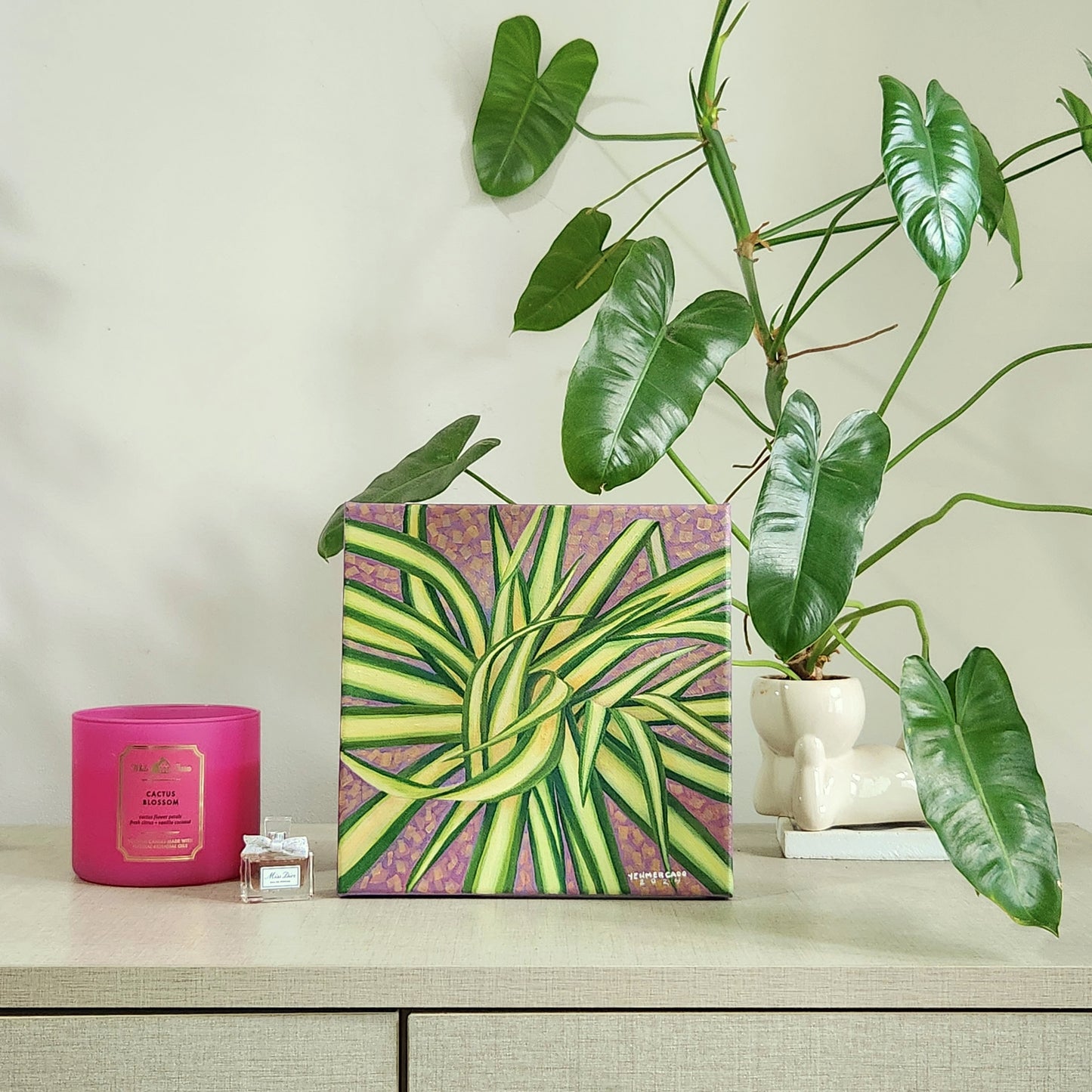 Spider plant