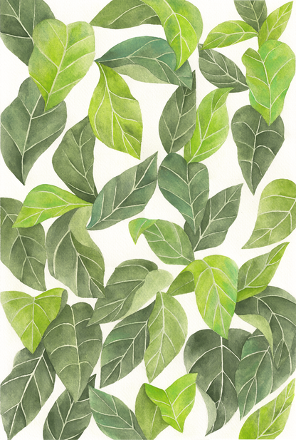 Leaves