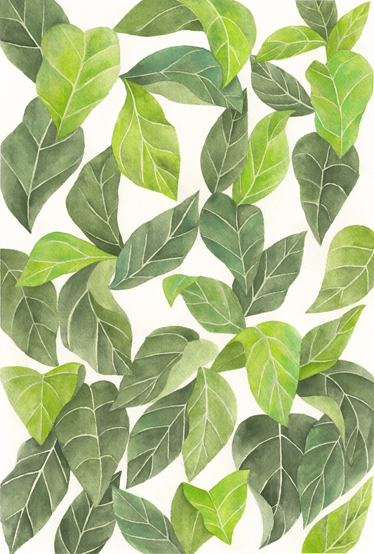 Leaves