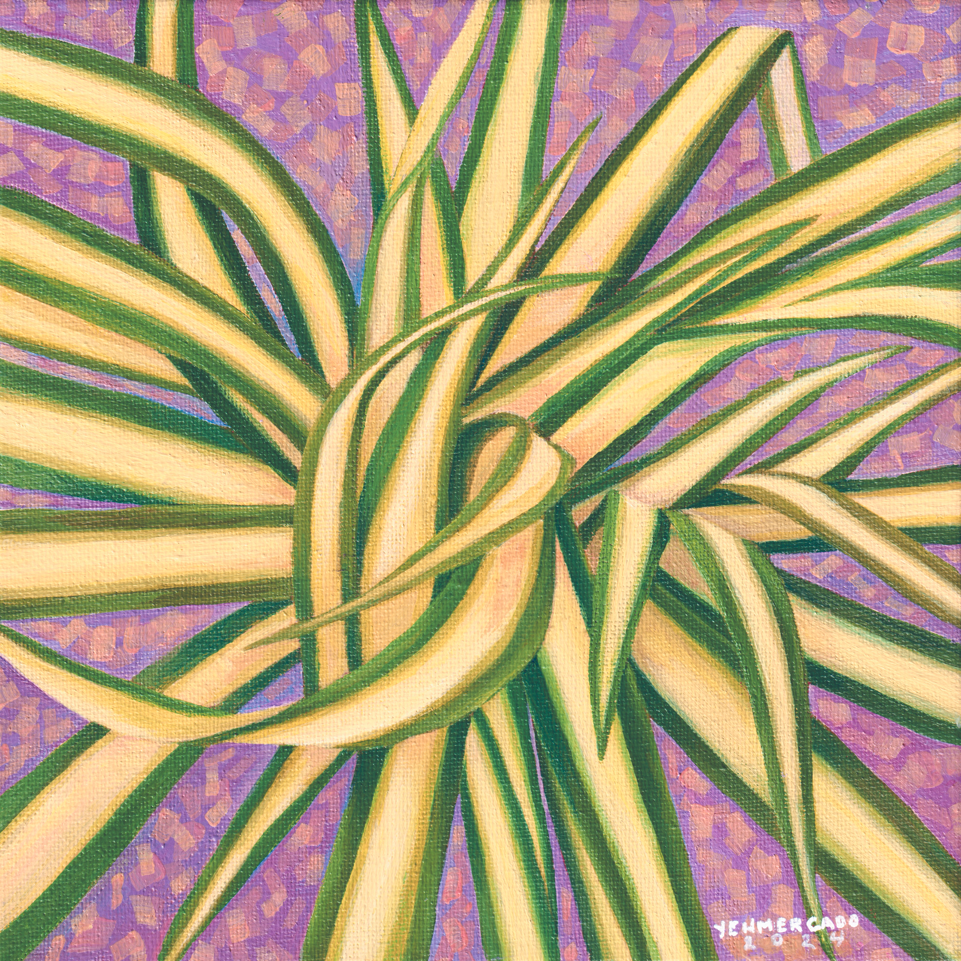 spiky spider plant Spider plant – YENMERCADO